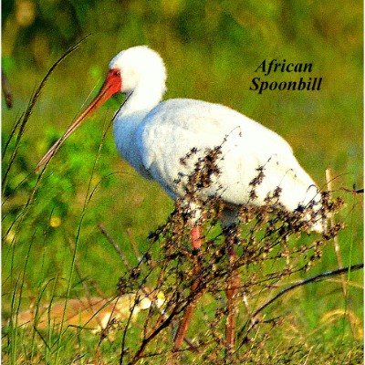 African Spoonbill